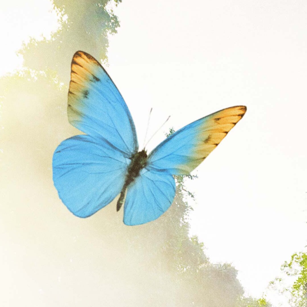 Butterfly Butterfly dishwashing paradise